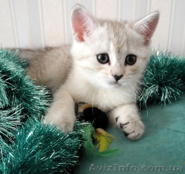 Котята серебристая шиншилла - <ro>Изображение</ro><ru>Изображение</ru> #1, <ru>Объявление</ru> #564330