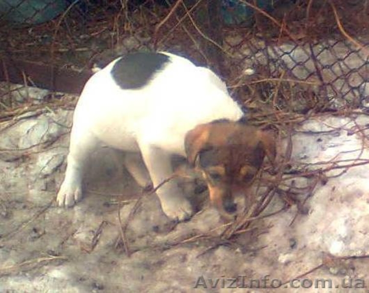 Щеночки в хорошие руки - <ro>Изображение</ro><ru>Изображение</ru> #1, <ru>Объявление</ru> #580939