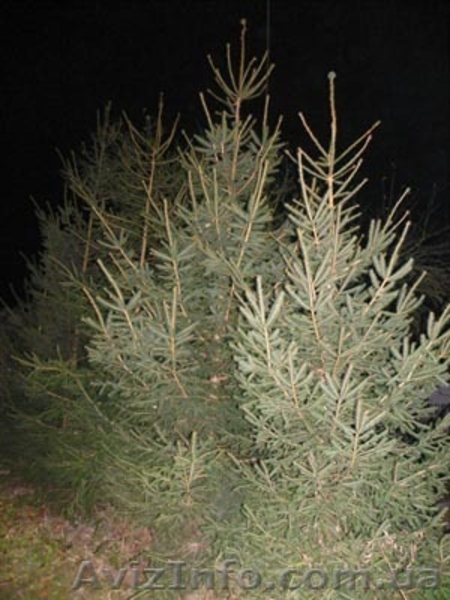 Живые изгороди.Саженцы сосны,берёзы,дуба,клена,липы,ясеня, граба,барбариса,тёрна - <ro>Изображение</ro><ru>Изображение</ru> #8, <ru>Объявление</ru> #604064