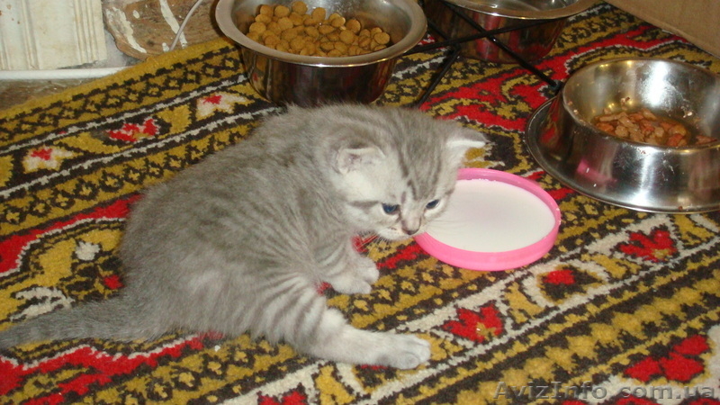 Британские чистокровные котята (мальчики) - <ro>Изображение</ro><ru>Изображение</ru> #4, <ru>Объявление</ru> #591954