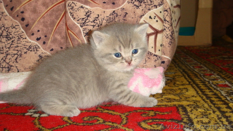 Британские чистокровные котята (мальчики) - <ro>Изображение</ro><ru>Изображение</ru> #1, <ru>Объявление</ru> #591954