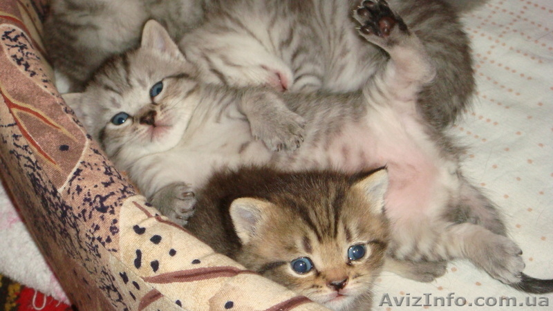 Британские чистокровные котята (мальчики) - <ro>Изображение</ro><ru>Изображение</ru> #5, <ru>Объявление</ru> #591954