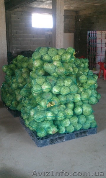 Молодая капуста.2012. Продам. - <ro>Изображение</ro><ru>Изображение</ru> #7, <ru>Объявление</ru> #600375