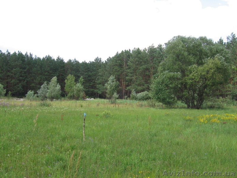 Продаются два земельных участка по 12 соток ., Пгт. Макаров(с.Фасова) - <ro>Изображение</ro><ru>Изображение</ru> #4, <ru>Объявление</ru> #592888