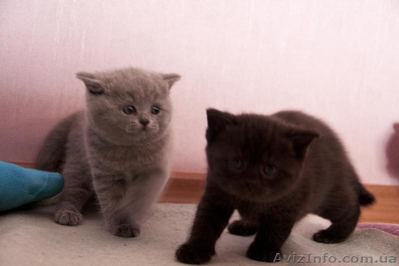 Британские чистокровные котята - <ro>Изображение</ro><ru>Изображение</ru> #2, <ru>Объявление</ru> #584554