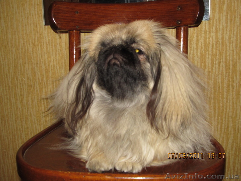 Продаётся щенок пекинеса, кобель, цвет шиншилла, документы КСУ, д. р. 20.03.12. - <ro>Изображение</ro><ru>Изображение</ru> #1, <ru>Объявление</ru> #594511