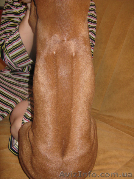 родезийский риджбек, щенок - <ro>Изображение</ro><ru>Изображение</ru> #2, <ru>Объявление</ru> #604781