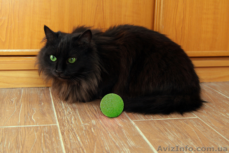 Девочка чёрный бархат ищет семью, 10 месяцев - <ro>Изображение</ro><ru>Изображение</ru> #3, <ru>Объявление</ru> #593532