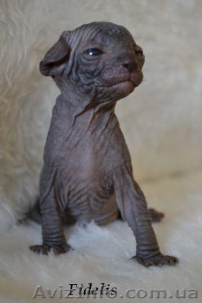 Exclusive! Элитные котята канадского сфинкса. Весна со сфинксом! - <ro>Изображение</ro><ru>Изображение</ru> #1, <ru>Объявление</ru> #576433