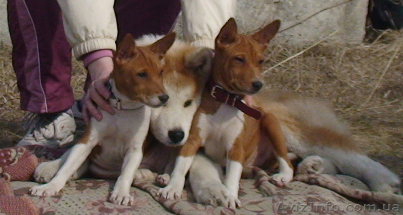 щенки басенджи (конго терьер) - <ro>Изображение</ro><ru>Изображение</ru> #2, <ru>Объявление</ru> #600751