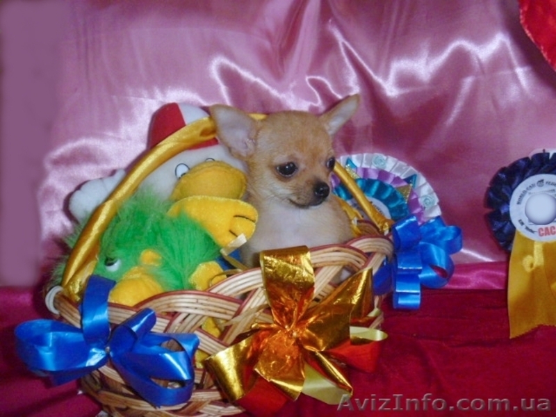 Чихуахуа очаровательные мини малыши .Доставка  - <ro>Изображение</ro><ru>Изображение</ru> #6, <ru>Объявление</ru> #459412