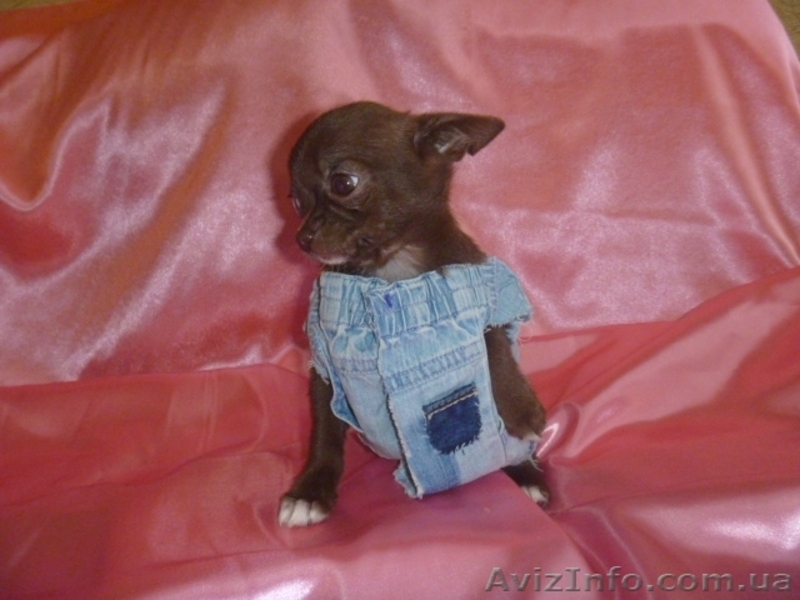 Чихуахуа очаровательные мини малыши .Доставка  - <ro>Изображение</ro><ru>Изображение</ru> #4, <ru>Объявление</ru> #459412