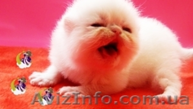 Продажа экзотических короткошерстных котят - <ro>Изображение</ro><ru>Изображение</ru> #1, <ru>Объявление</ru> #584603