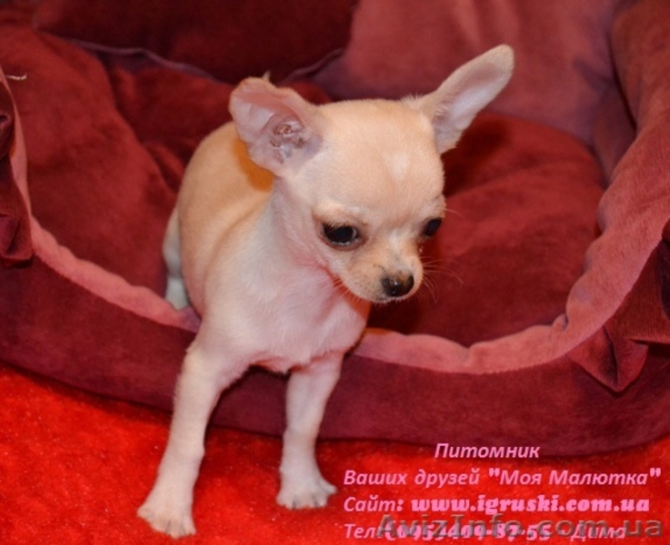 Щеночки чихуахуа шоу-класса - <ro>Изображение</ro><ru>Изображение</ru> #1, <ru>Объявление</ru> #602069