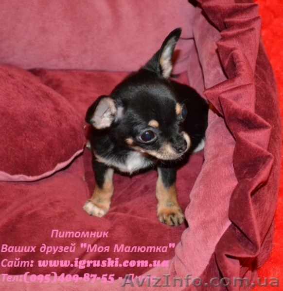 Щеночки чихуахуа шоу-класса - <ro>Изображение</ro><ru>Изображение</ru> #2, <ru>Объявление</ru> #602069