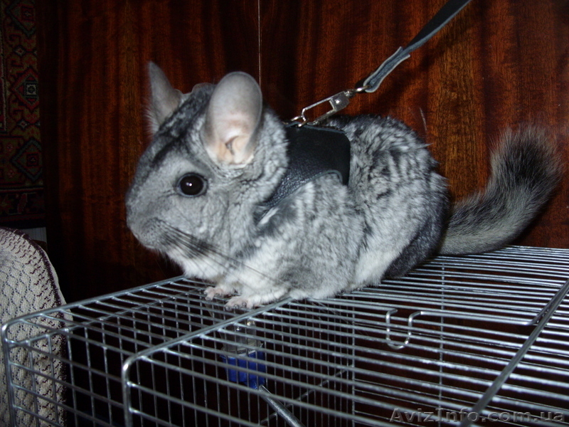 Продам шиншиллу девочку - <ro>Изображение</ro><ru>Изображение</ru> #2, <ru>Объявление</ru> #598935