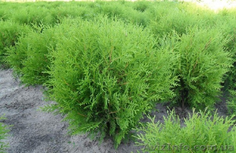 Посадочный материал,семена,черенки,саженцы. - <ro>Изображение</ro><ru>Изображение</ru> #5, <ru>Объявление</ru> #560509