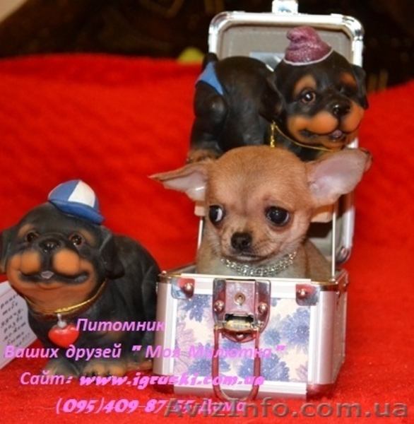 Щеночки чихуахуа шоу-класса - <ro>Изображение</ro><ru>Изображение</ru> #3, <ru>Объявление</ru> #602069
