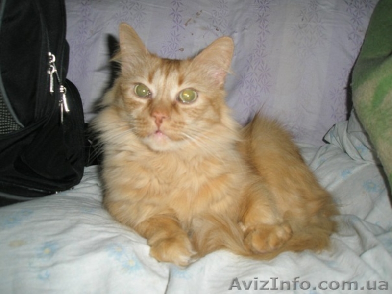 50 котиков живут впроголодь в приюте - <ro>Изображение</ro><ru>Изображение</ru> #4, <ru>Объявление</ru> #593545