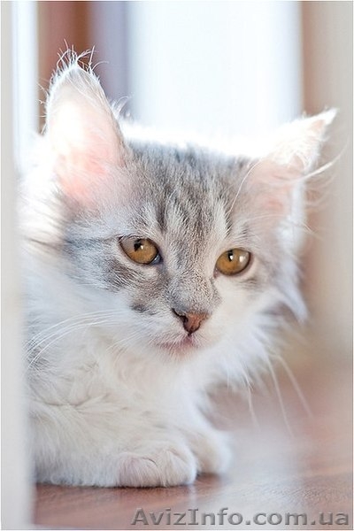 Пушистая маленькая девочка срочно ищет семью - <ro>Изображение</ro><ru>Изображение</ru> #2, <ru>Объявление</ru> #593523