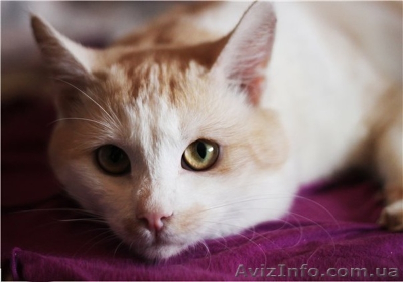 50 котиков живут впроголодь в приюте - <ro>Изображение</ro><ru>Изображение</ru> #1, <ru>Объявление</ru> #593545