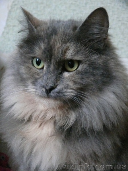 Шикарная кошка породы норвежская лесная - <ro>Изображение</ro><ru>Изображение</ru> #2, <ru>Объявление</ru> #593530