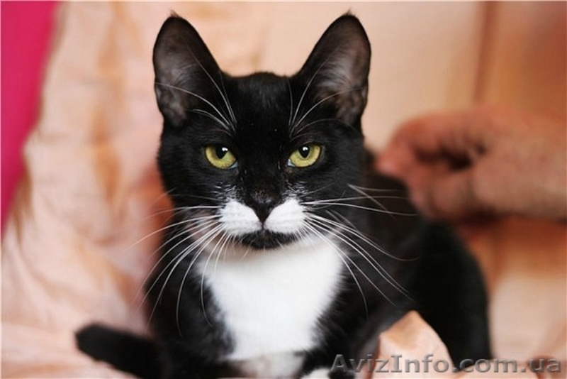 50 котиков живут впроголодь в приюте - <ro>Изображение</ro><ru>Изображение</ru> #2, <ru>Объявление</ru> #593545