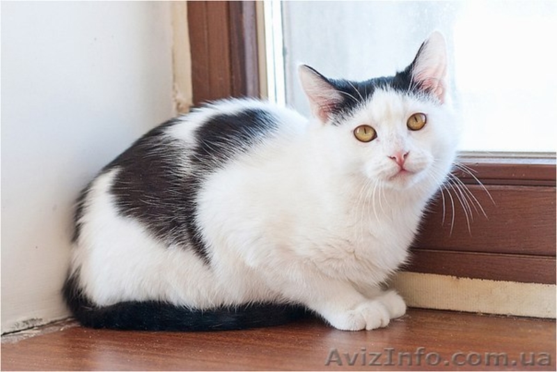 Чёрно-белая девочка срочно ищет семью - <ro>Изображение</ro><ru>Изображение</ru> #2, <ru>Объявление</ru> #593542