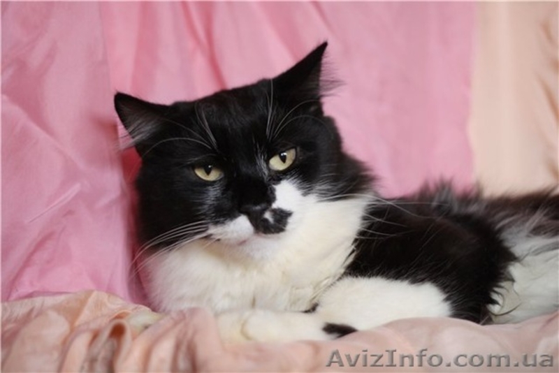 50 котиков живут впроголодь в приюте - <ro>Изображение</ro><ru>Изображение</ru> #5, <ru>Объявление</ru> #593545