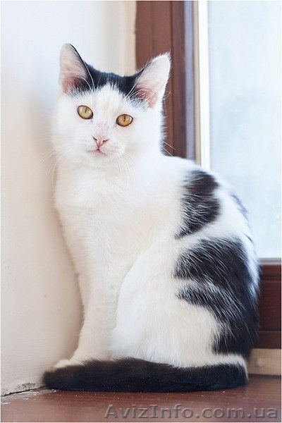 Чёрно-белая девочка срочно ищет семью - <ro>Изображение</ro><ru>Изображение</ru> #3, <ru>Объявление</ru> #593542