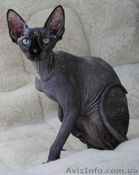 Канадик голубой минк - <ro>Изображение</ro><ru>Изображение</ru> #4, <ru>Объявление</ru> #602563