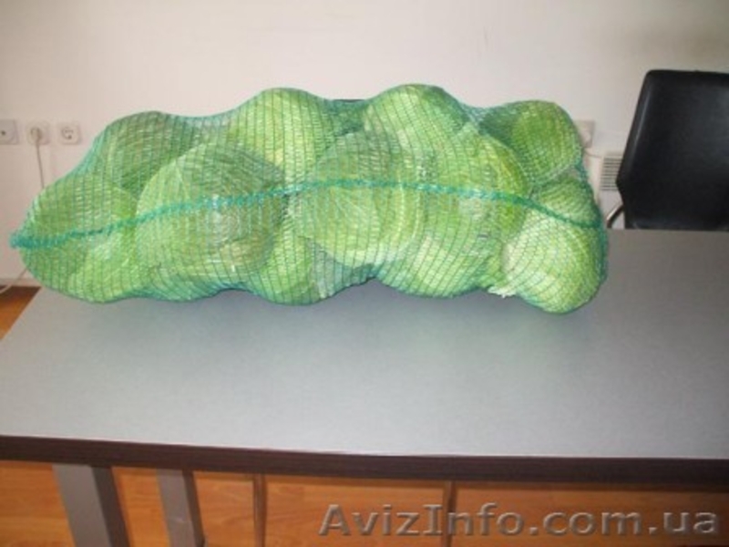 Молодая капуста.2012. Продам. - <ro>Изображение</ro><ru>Изображение</ru> #6, <ru>Объявление</ru> #600375