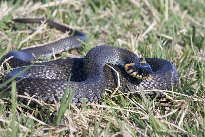 Продажа змей,ужей. СРОЧНО!!! - <ro>Изображение</ro><ru>Изображение</ru> #2, <ru>Объявление</ru> #594213