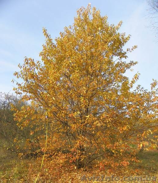 саженцы граба,клена,липы,черёмухи,рябины,барбариса,боярышника,тёрна,ели,сосны - <ro>Изображение</ro><ru>Изображение</ru> #6, <ru>Объявление</ru> #629892