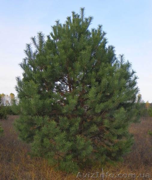 саженцы граба,клена,липы,черёмухи,рябины,барбариса,боярышника,тёрна,ели,сосны - <ro>Изображение</ro><ru>Изображение</ru> #7, <ru>Объявление</ru> #629892