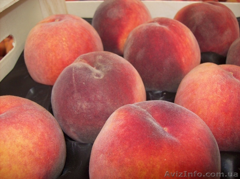 Frukti v Ispanii! Lleida. Kostochkovie frukti. - <ro>Изображение</ro><ru>Изображение</ru> #4, <ru>Объявление</ru> #608281