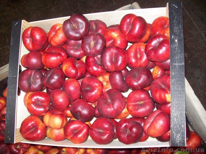 Frukti v Ispanii! Lleida. Kostochkovie frukti. - <ro>Изображение</ro><ru>Изображение</ru> #6, <ru>Объявление</ru> #608281