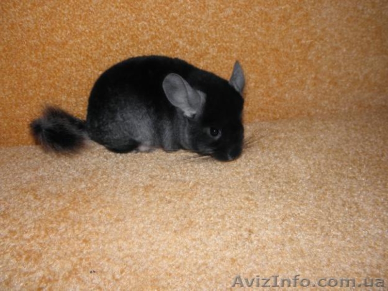 Клетки для шиншилл - <ro>Изображение</ro><ru>Изображение</ru> #5, <ru>Объявление</ru> #628301