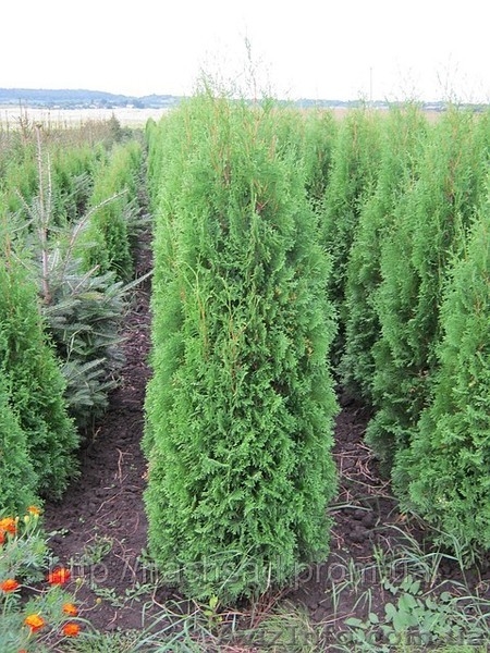 Весенняя сезонная  распродажа.  Скидки (до 20%).  Продажа. Купить дешево  Туя за - <ro>Изображение</ro><ru>Изображение</ru> #1, <ru>Объявление</ru> #614661