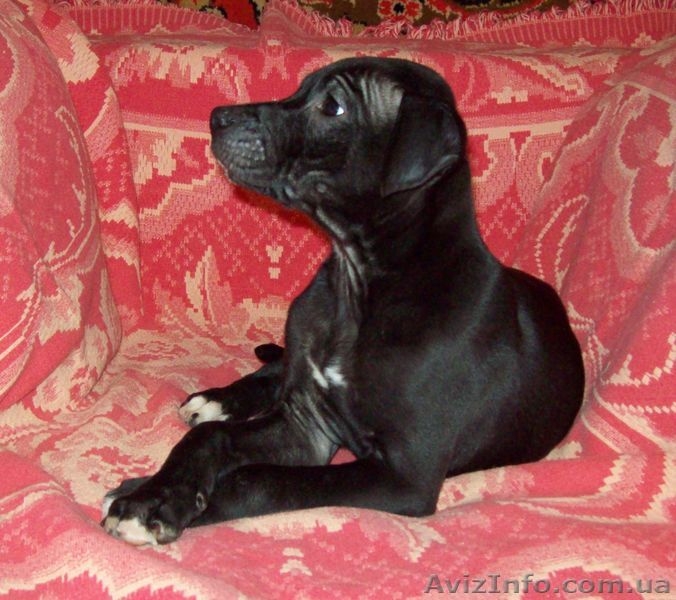 Продам чистокровных, красивенных  щенков ПИТБУЛЯ - <ro>Изображение</ro><ru>Изображение</ru> #8, <ru>Объявление</ru> #605987