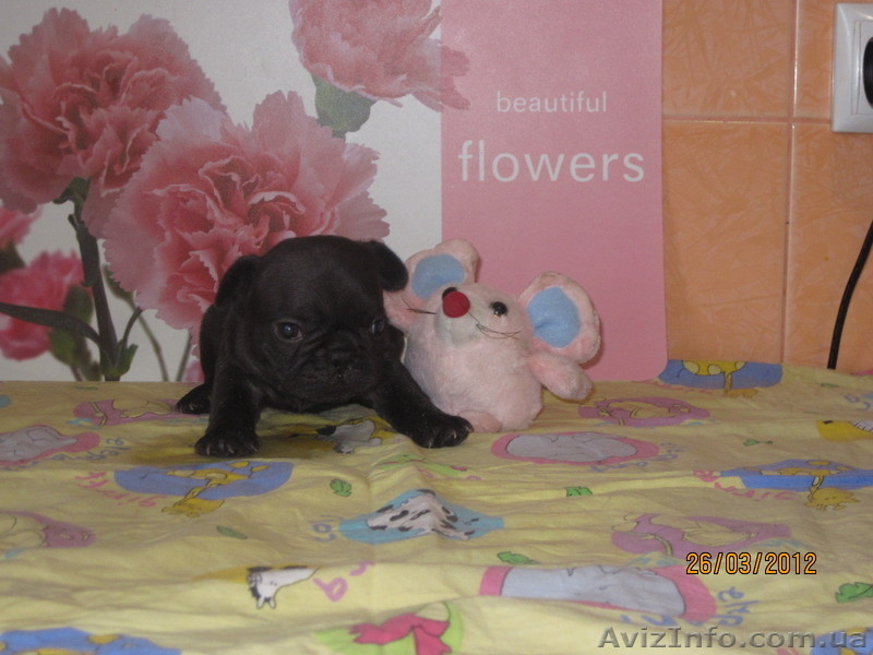 Щенки французских бульдогов - <ro>Изображение</ro><ru>Изображение</ru> #1, <ru>Объявление</ru> #604326