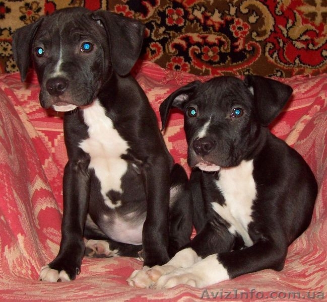 Продам чистокровных, красивенных  щенков ПИТБУЛЯ - <ro>Изображение</ro><ru>Изображение</ru> #7, <ru>Объявление</ru> #605987