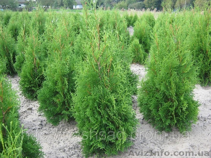 Весенняя сезонная  распродажа.  Скидки (до 20%).  Продажа. Купить дешево  Туя за - <ro>Изображение</ro><ru>Изображение</ru> #3, <ru>Объявление</ru> #614661