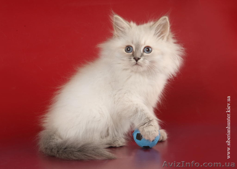 Продам сибирских котят колорных окрасов в Киеве - <ro>Изображение</ro><ru>Изображение</ru> #1, <ru>Объявление</ru> #632484