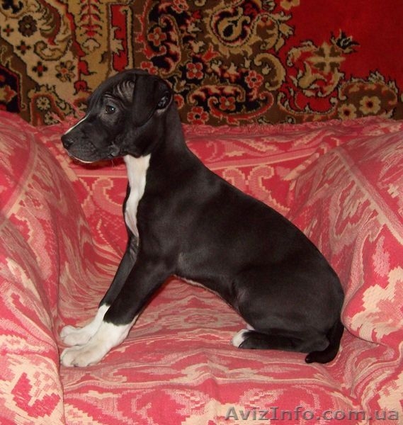 Продам чистокровных, красивенных  щенков ПИТБУЛЯ - <ro>Изображение</ro><ru>Изображение</ru> #6, <ru>Объявление</ru> #605987