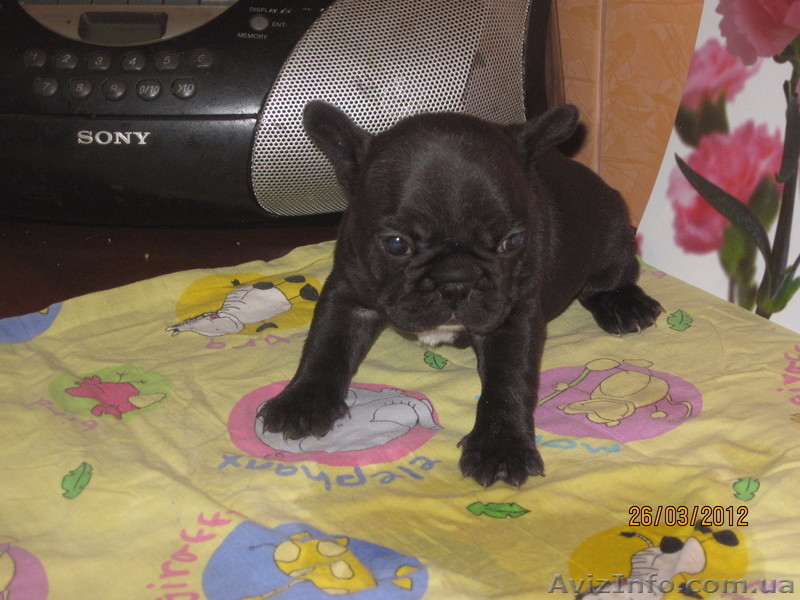 Щенки французских бульдогов - <ro>Изображение</ro><ru>Изображение</ru> #2, <ru>Объявление</ru> #604326