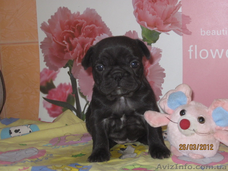 Щенки французских бульдогов - <ro>Изображение</ro><ru>Изображение</ru> #3, <ru>Объявление</ru> #604326