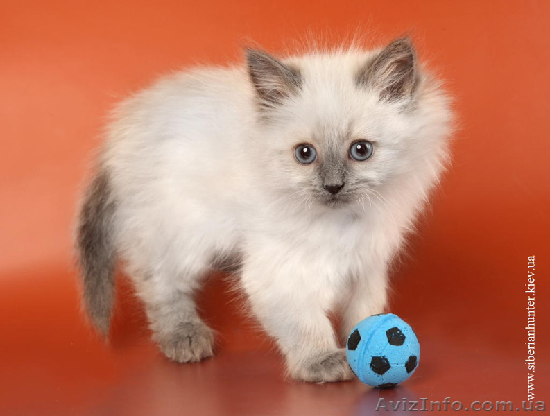 Продам сибирских котят колорных окрасов в Киеве - <ro>Изображение</ro><ru>Изображение</ru> #2, <ru>Объявление</ru> #632484