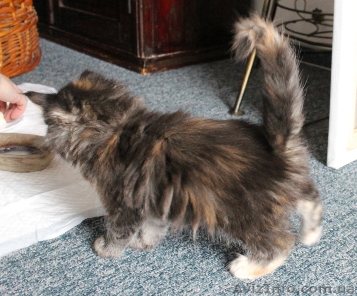 Кошечка Мейн-Кун - <ro>Изображение</ro><ru>Изображение</ru> #6, <ru>Объявление</ru> #642639