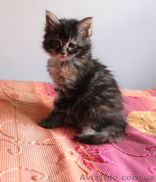 Кошечка Мейн-Кун - <ro>Изображение</ro><ru>Изображение</ru> #1, <ru>Объявление</ru> #642639